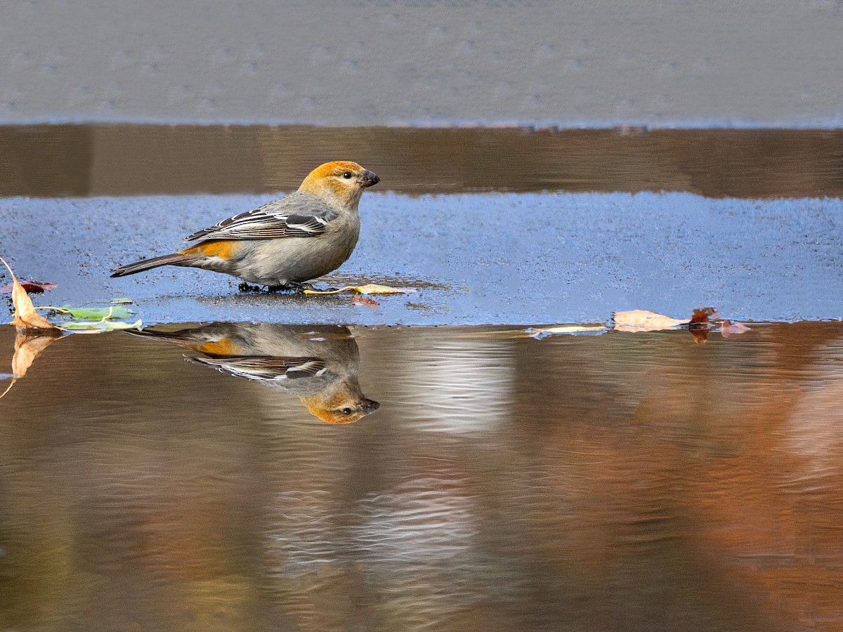 Pinu-gailupa - ML644972640