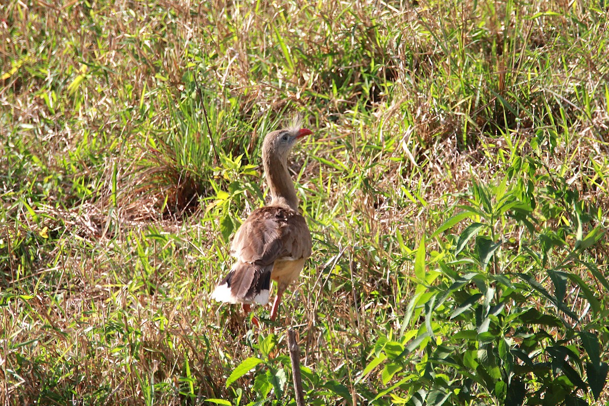 Red-legged Seriema - ML644972648