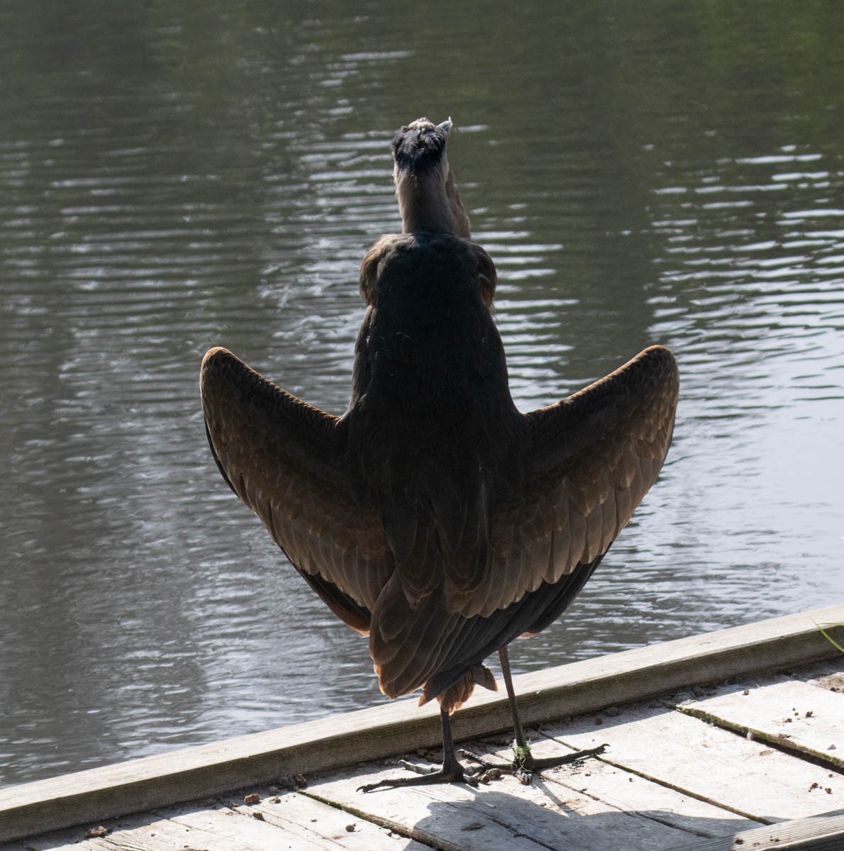 Great Blue Heron - ML644972654
