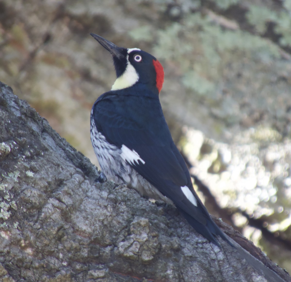 Acorn Woodpecker - ML644972657