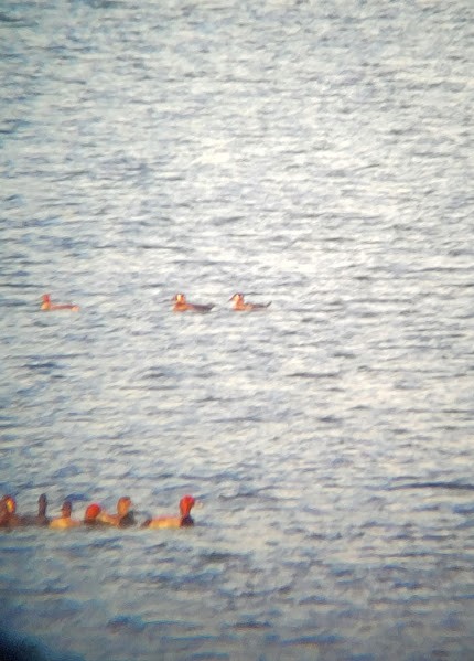 Surf Scoter - ML644972662