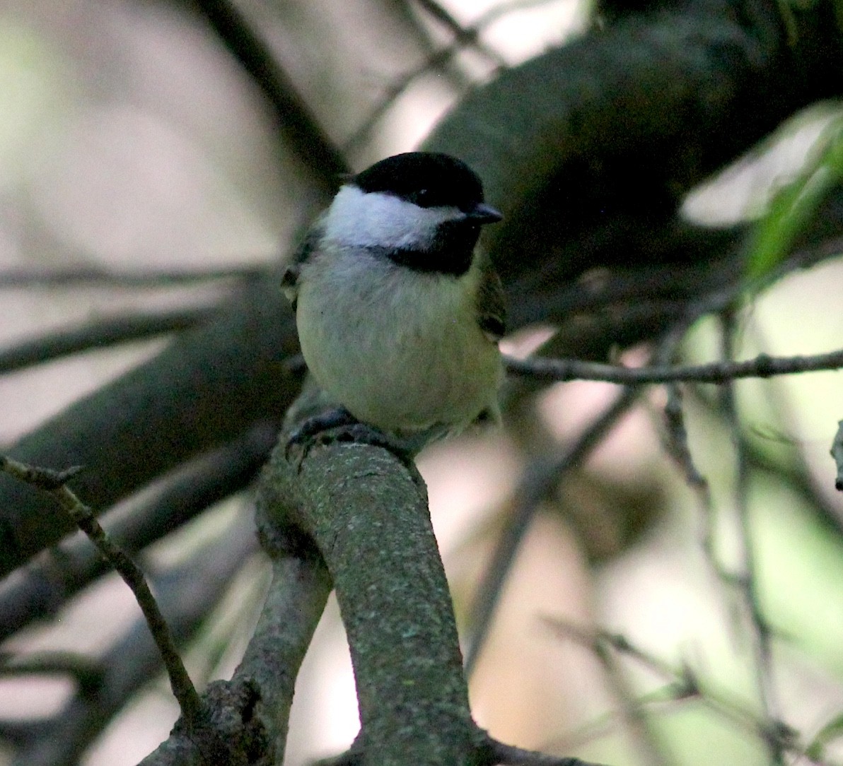 Гаїчка світлокрила - ML644972669