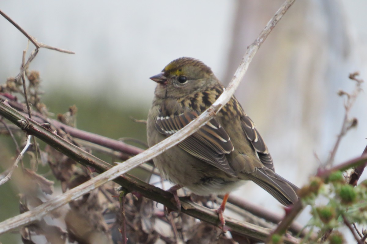Golden-crowned Sparrow - ML644972678