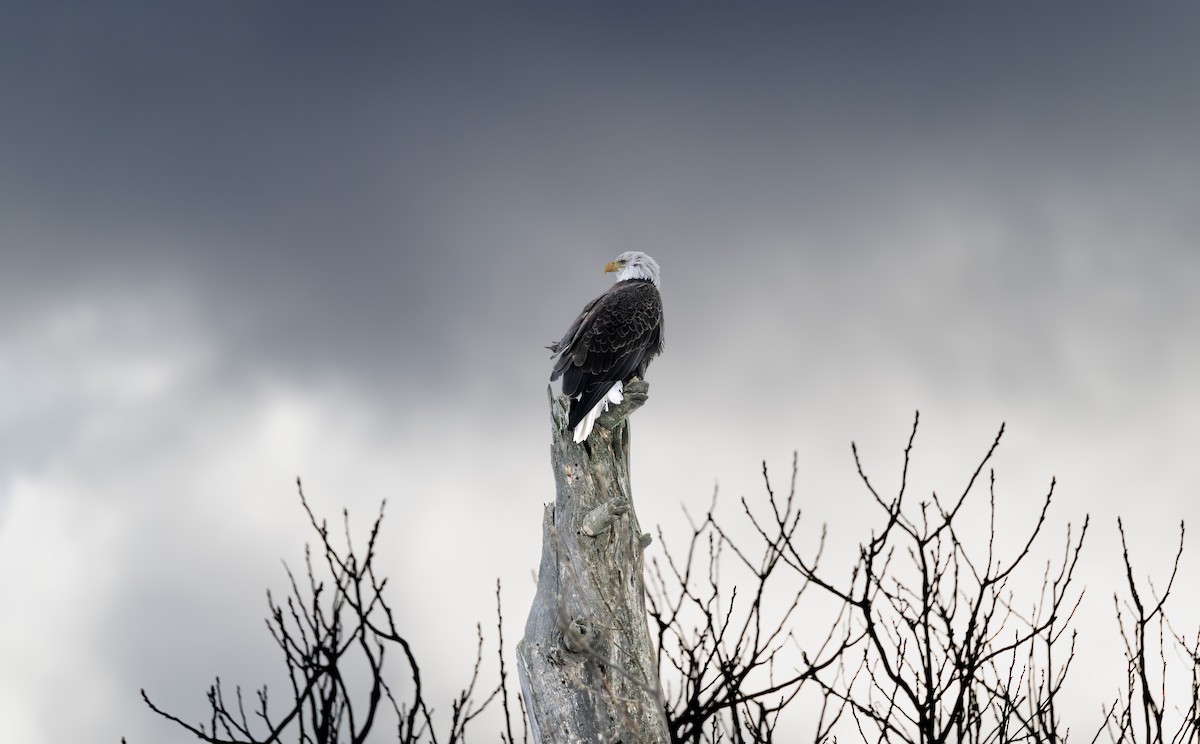 orel bělohlavý - ML644972682