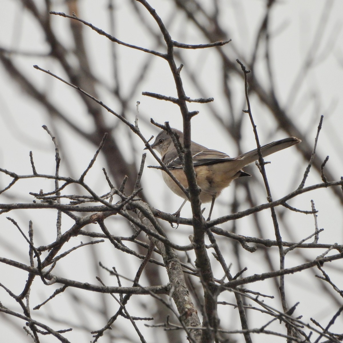 Northern Mockingbird - ML644972685