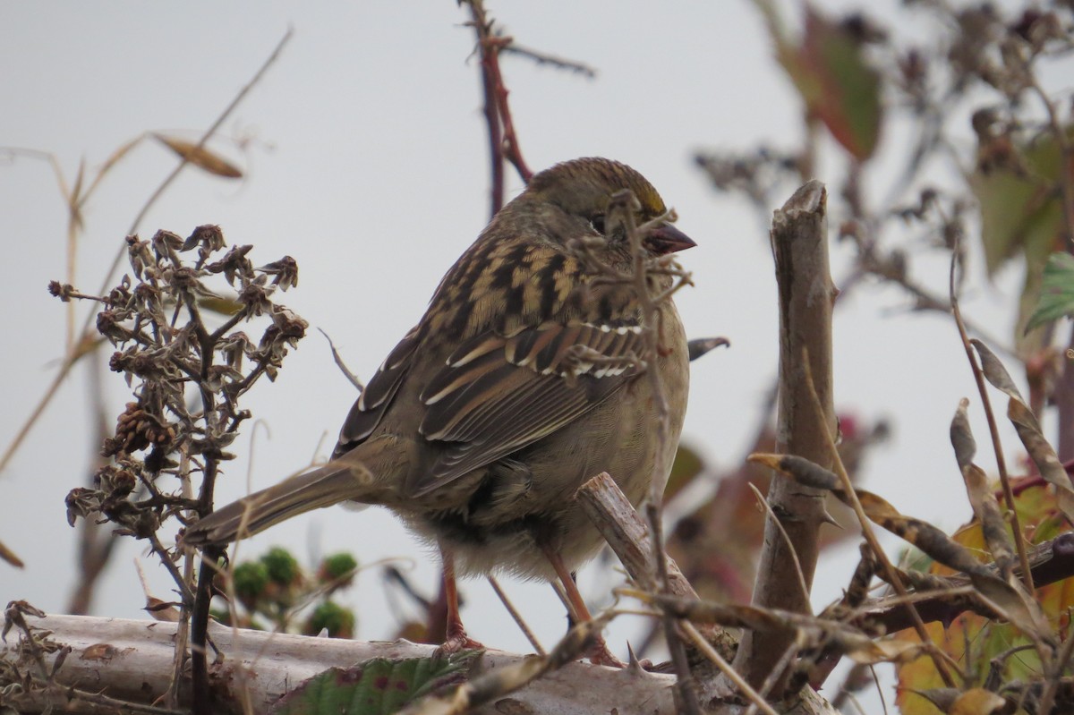 Golden-crowned Sparrow - ML644972687