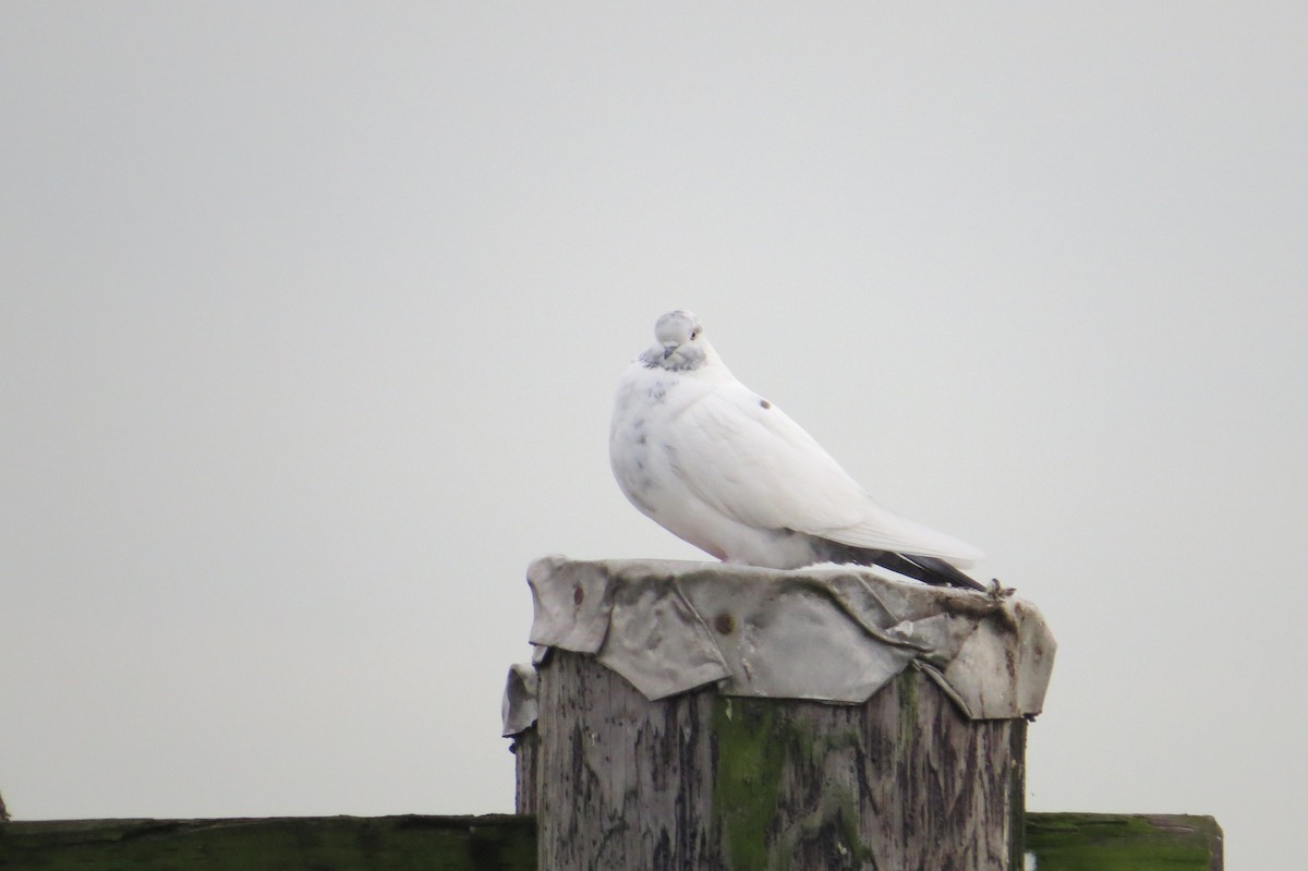 Rock Pigeon (Feral Pigeon) - ML644972696