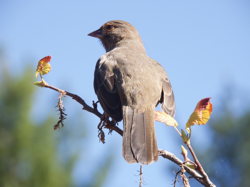 California Towhee - ML644972698