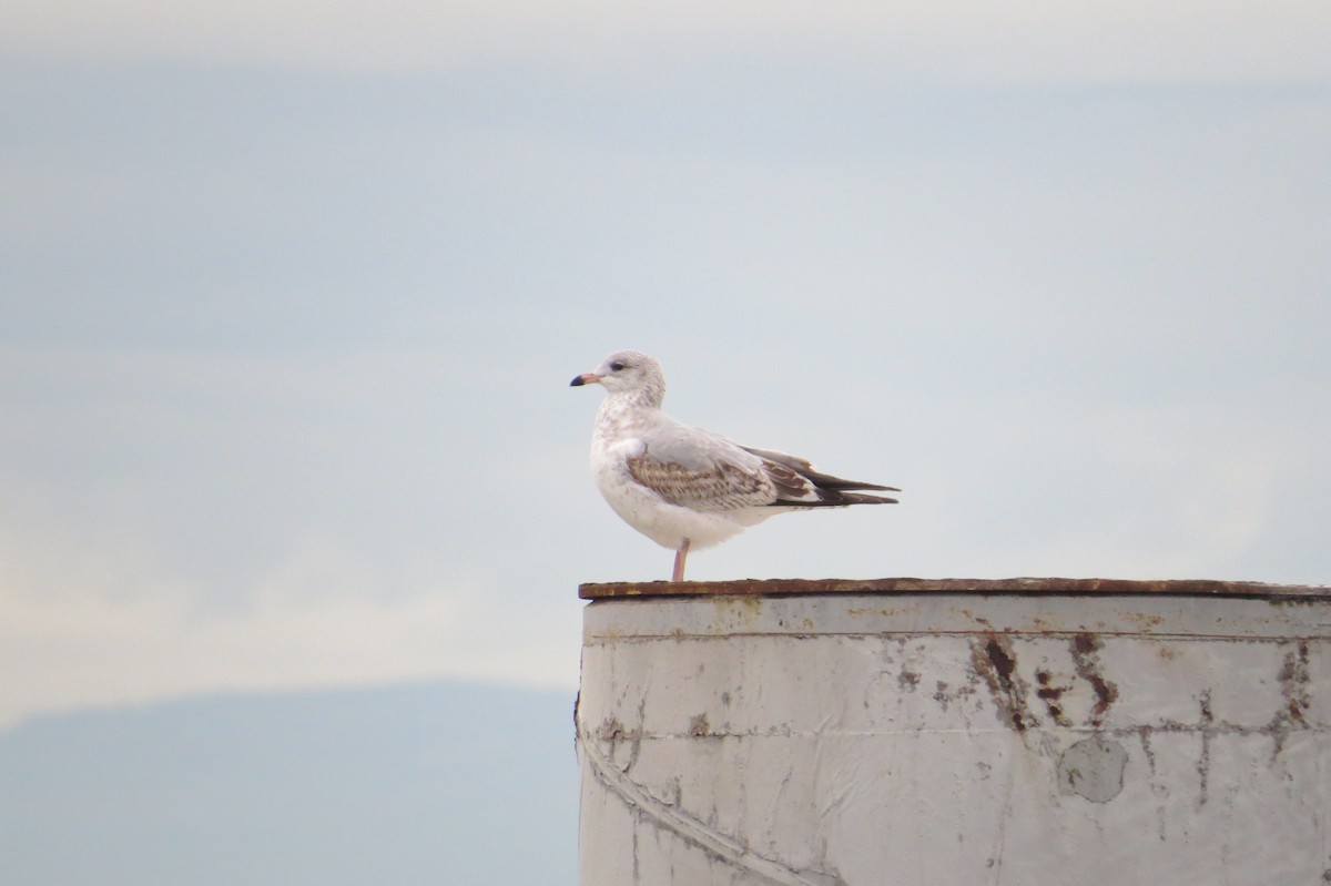 Ring-billed Gull - ML644972699