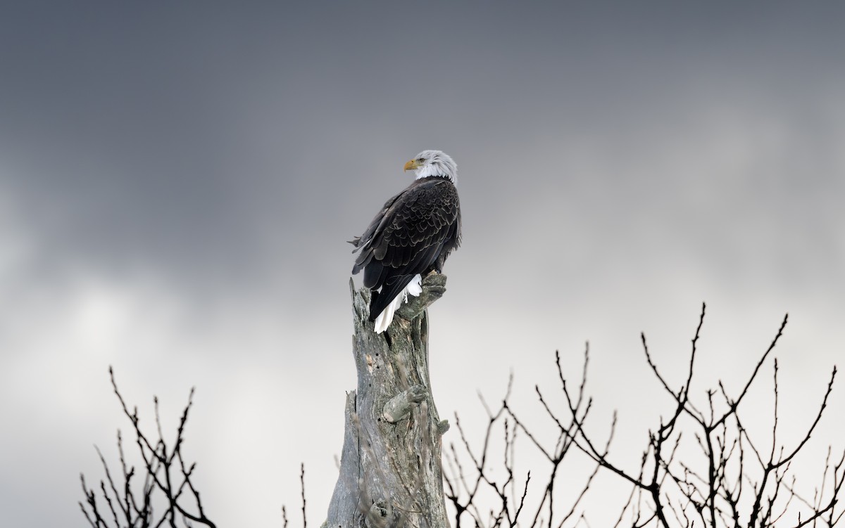 orel bělohlavý - ML644972700