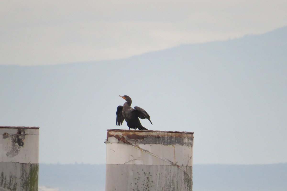 Double-crested Cormorant - ML644972701