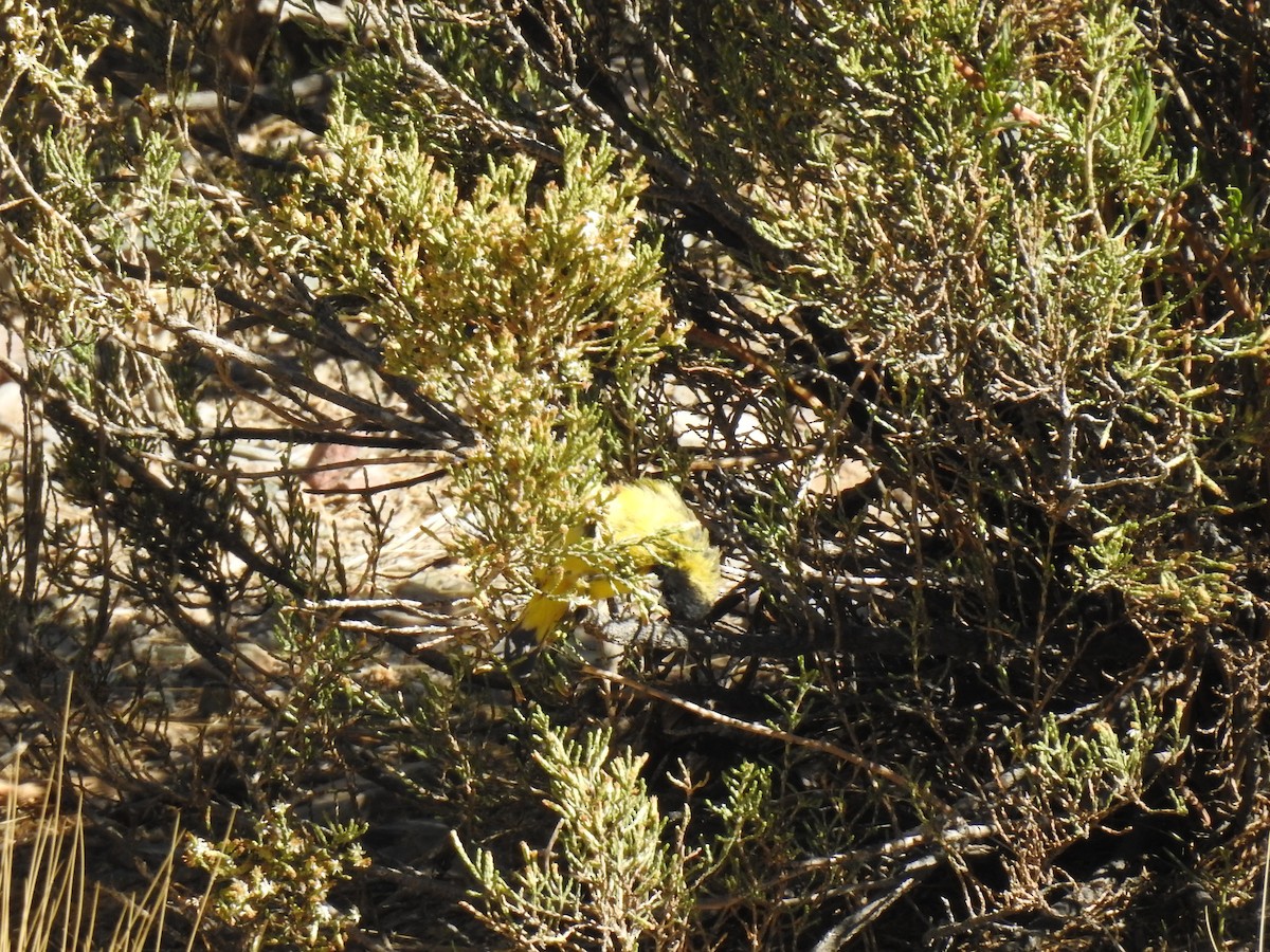 Hooded Siskin - ML644972720