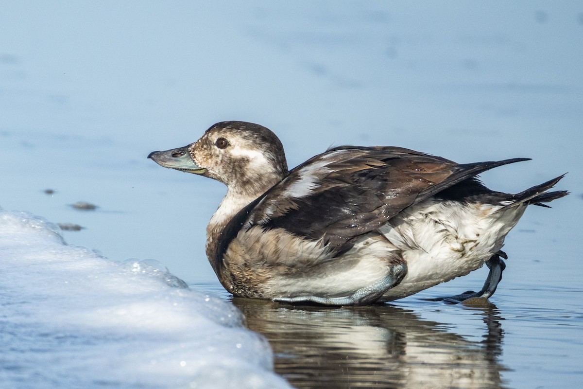 Moretta codona - ML644972723