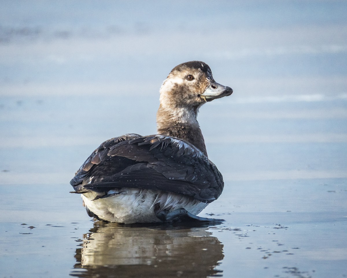 Moretta codona - ML644972724