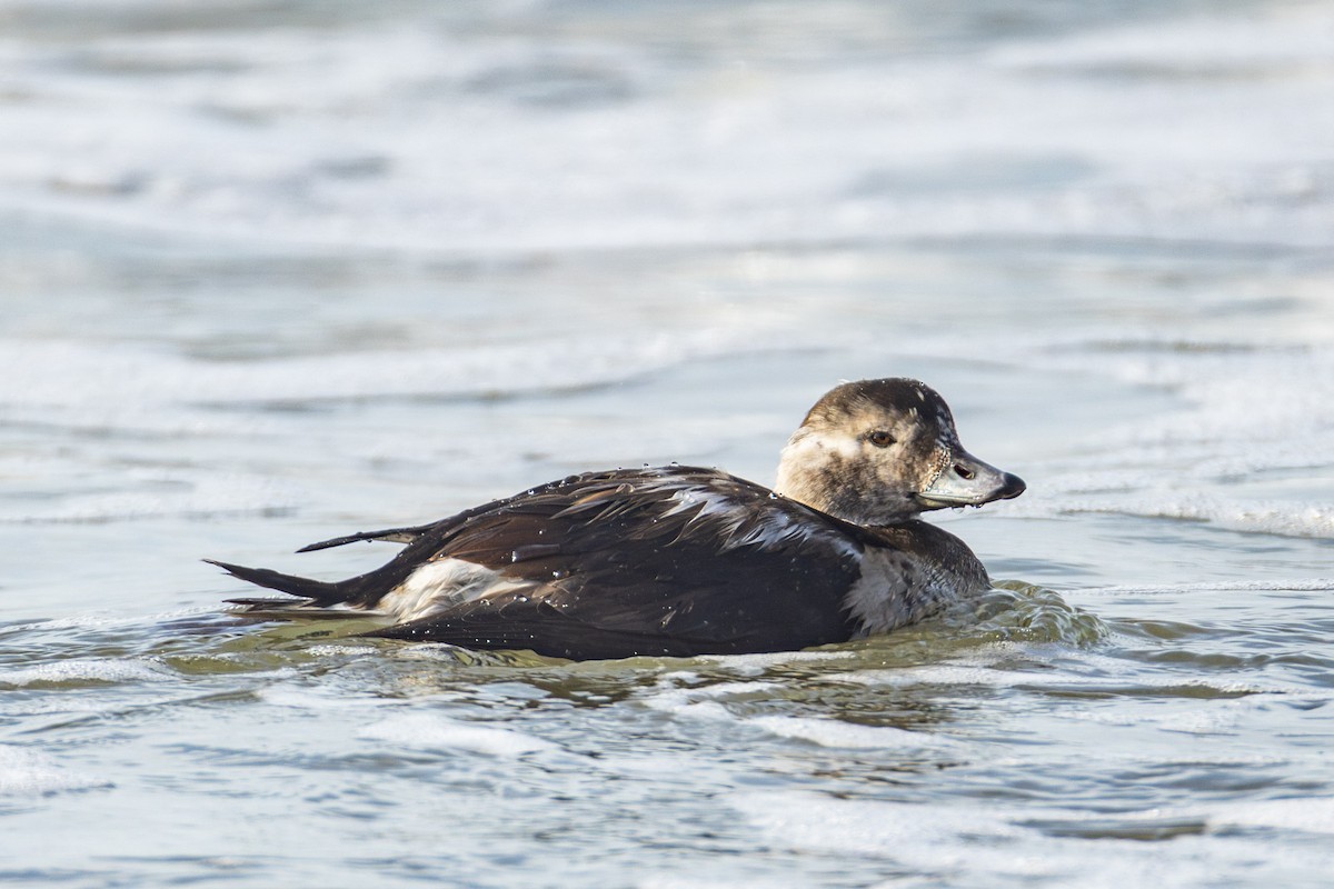 Moretta codona - ML644972725