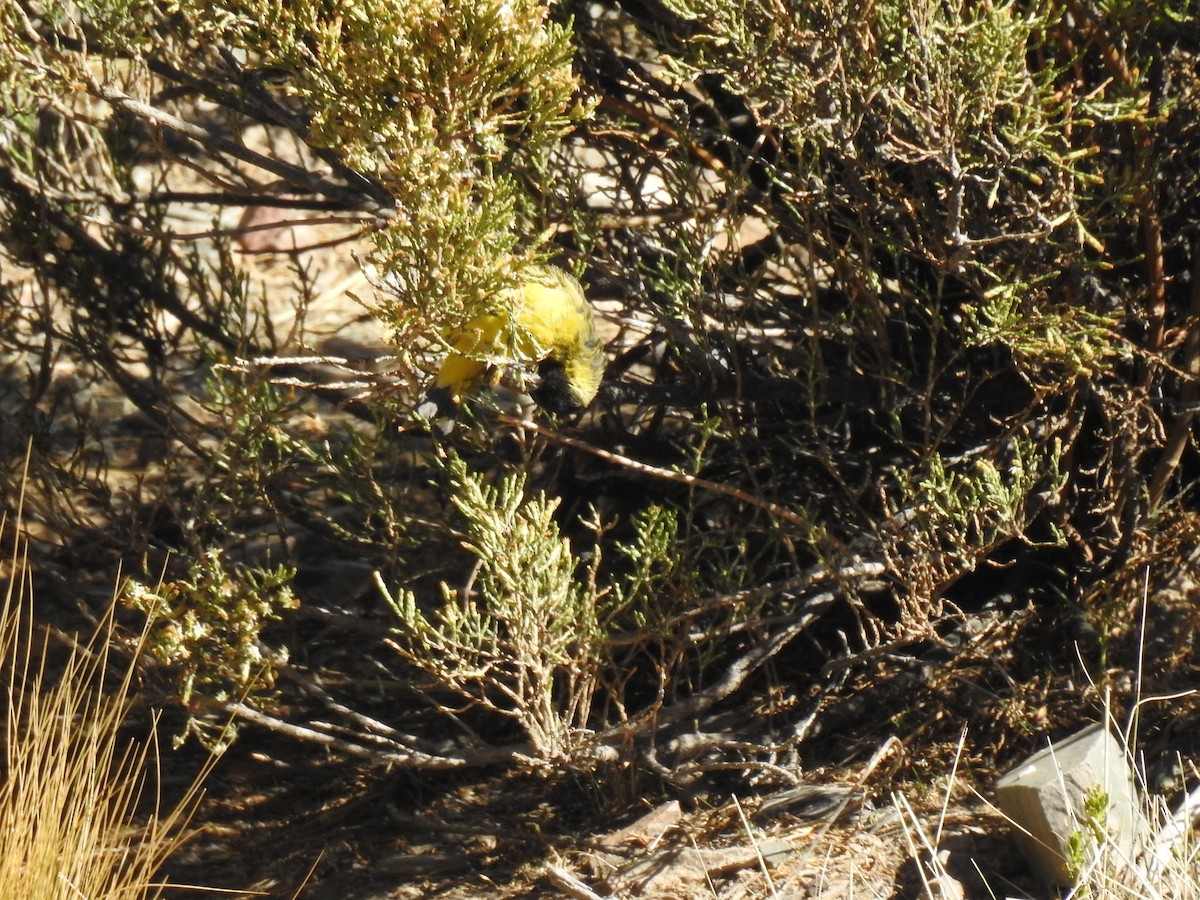 Hooded Siskin - ML644972729