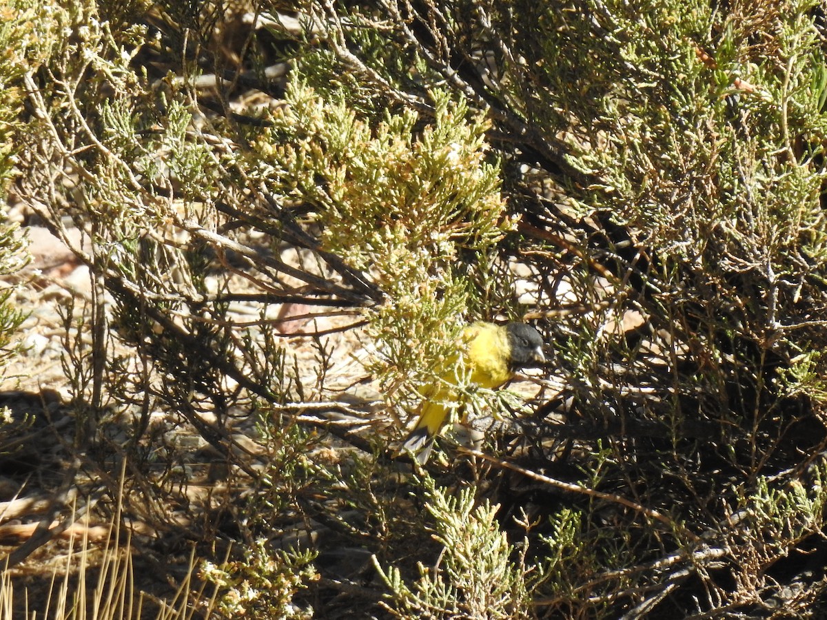 Hooded Siskin - ML644972733