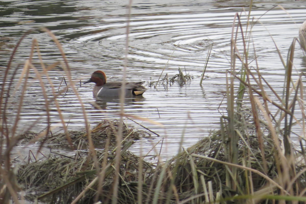 Green-winged Teal - ML644972739