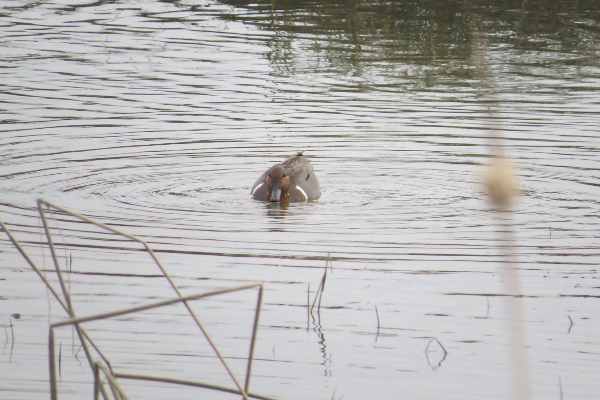 Green-winged Teal - ML644972741