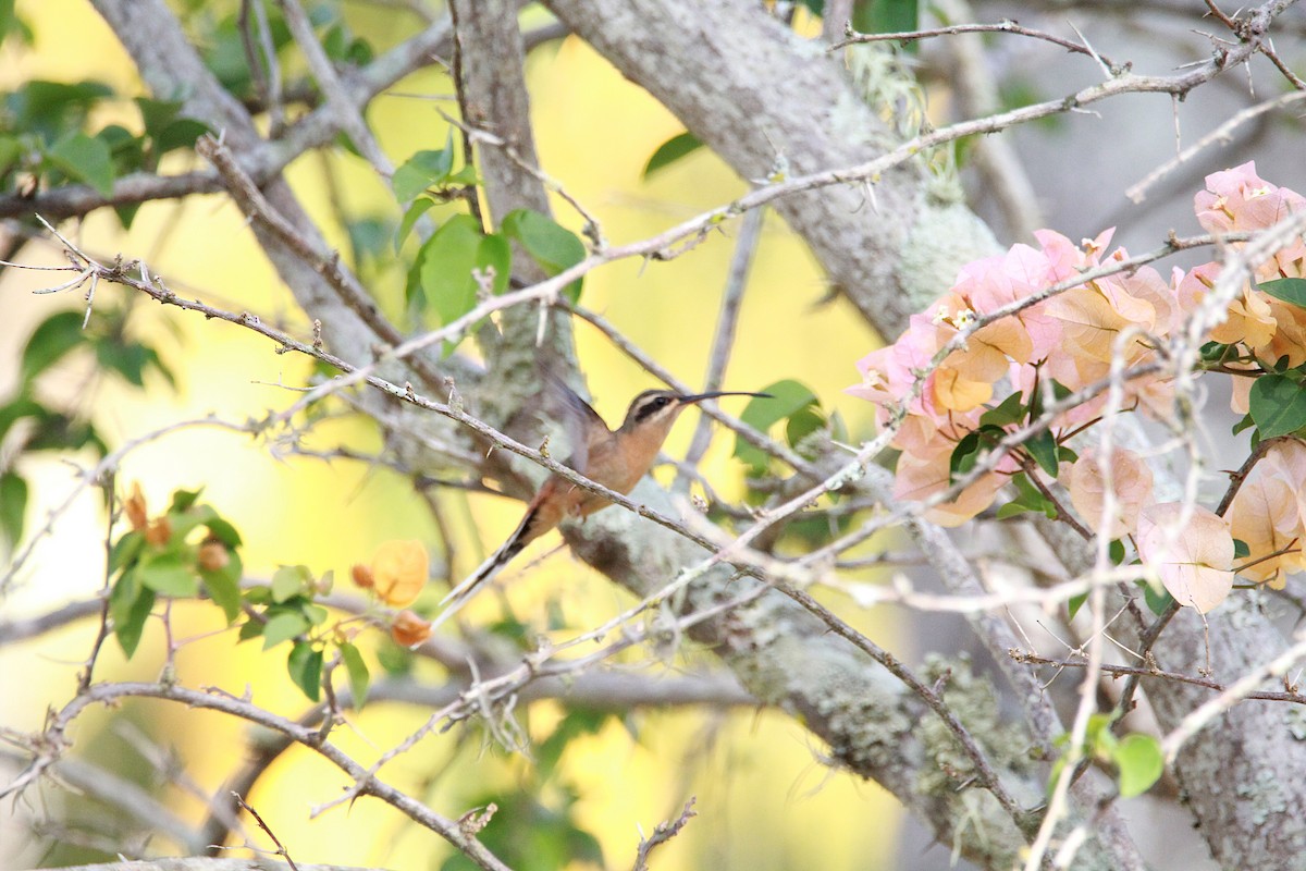 Planalto Hermit - ML644972747