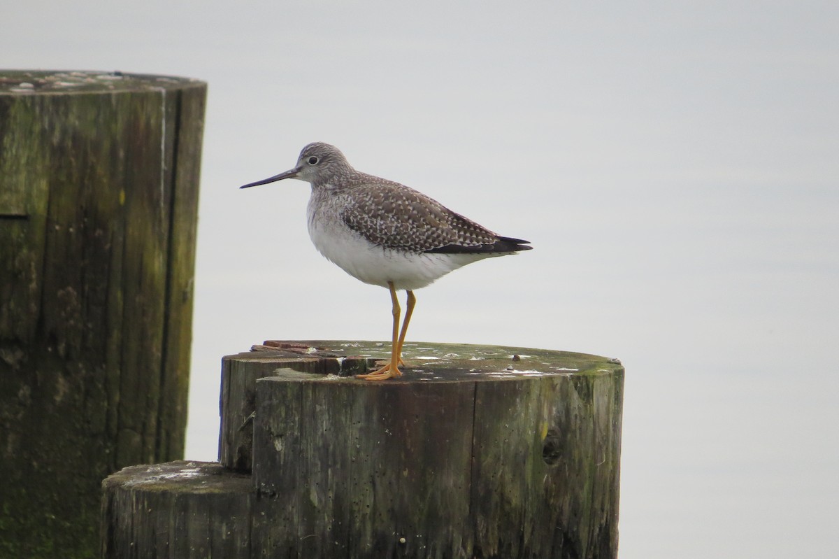 Greater Yellowlegs - ML644972749