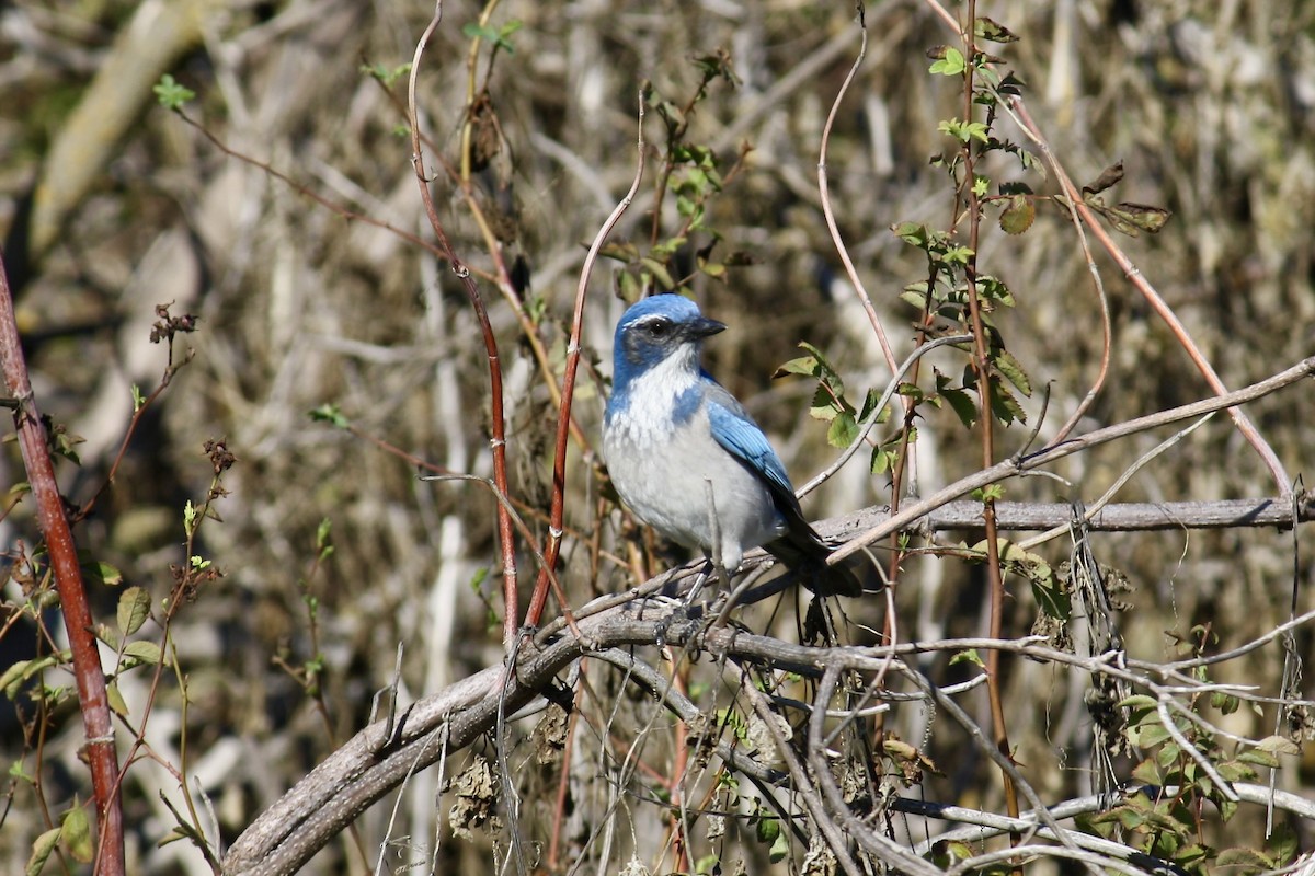 California Scrub-Jay - ML644972750