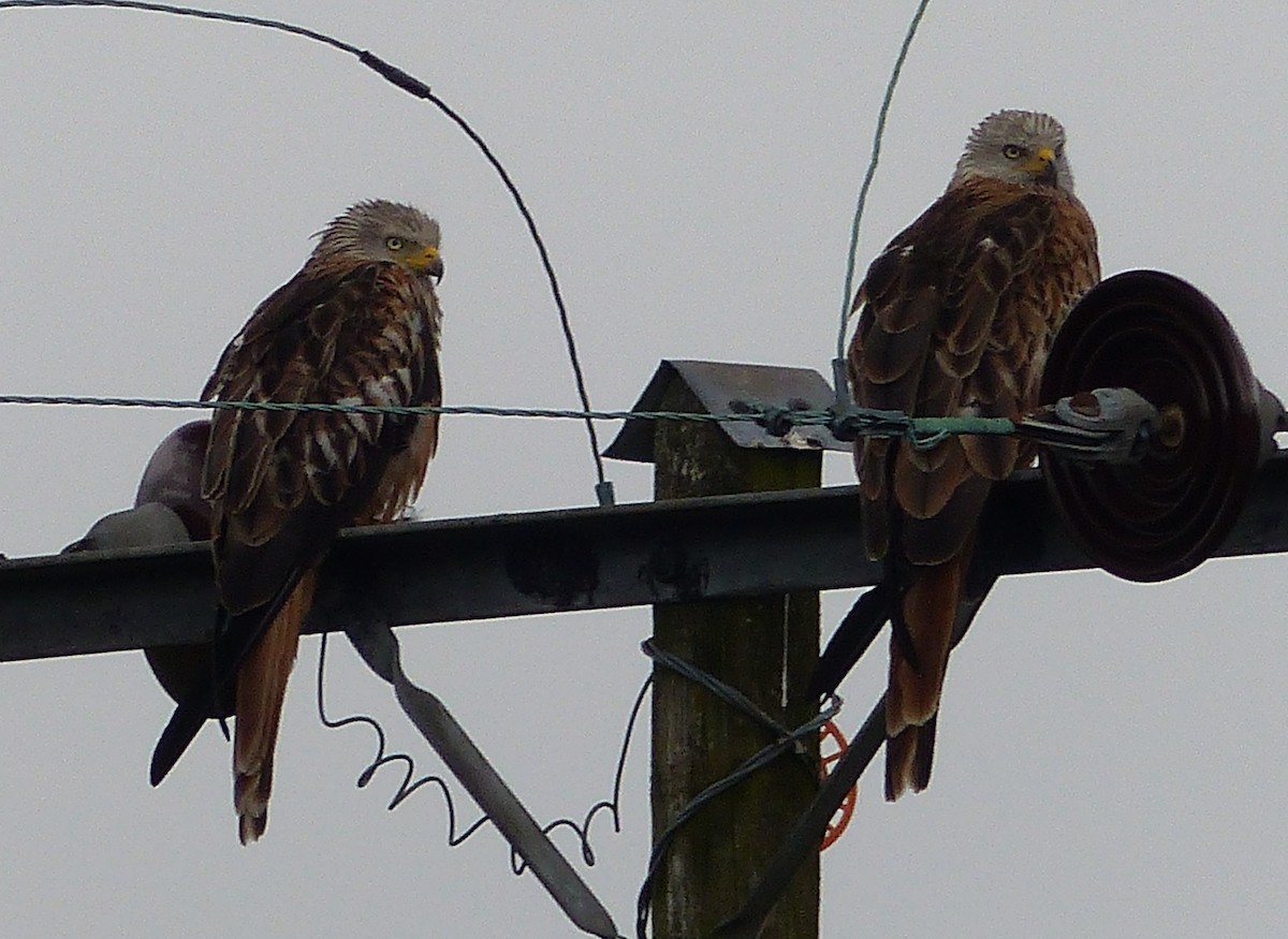 Red Kite - ML644972752