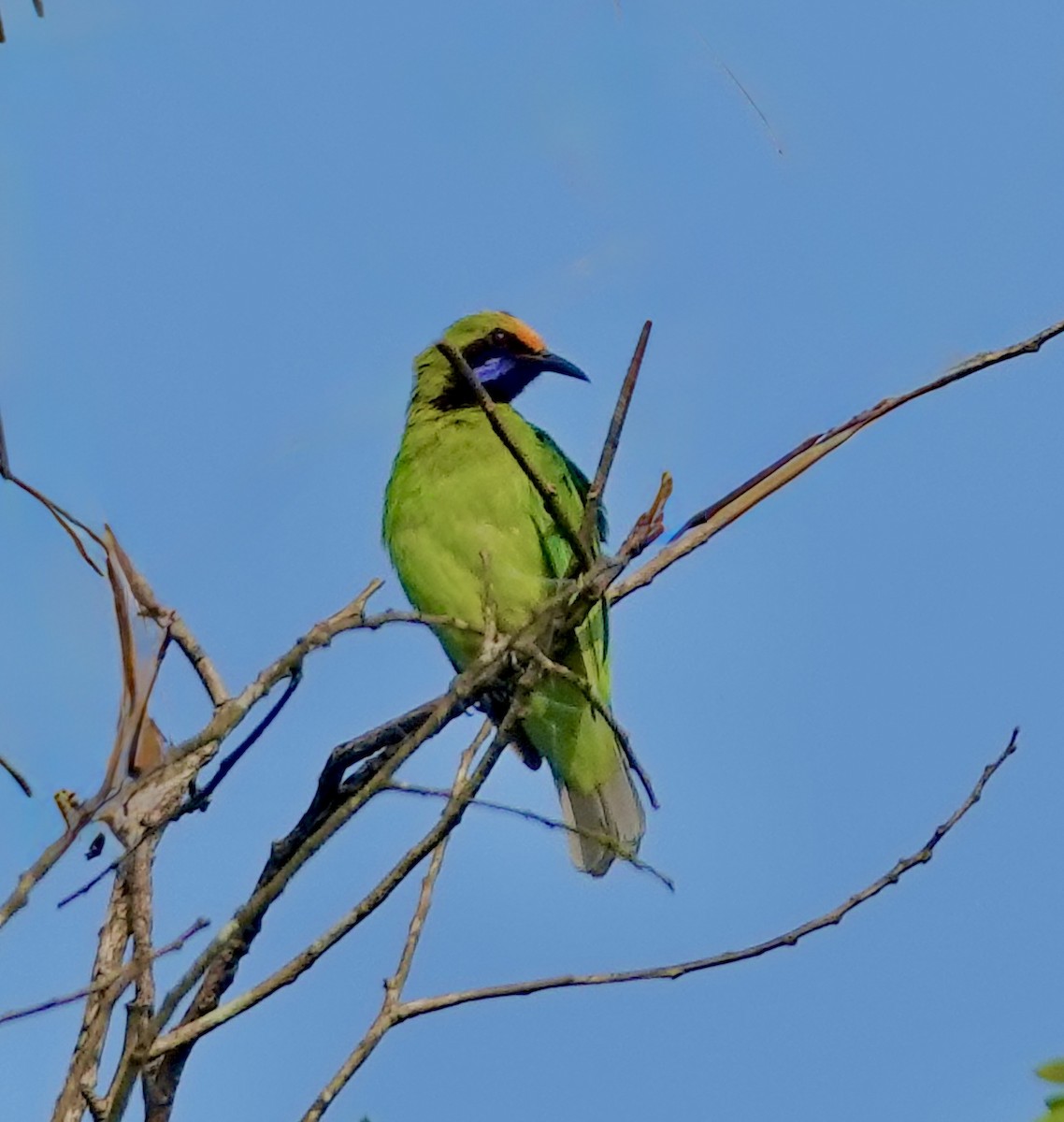 Golden-fronted Leafbird - ML644972753