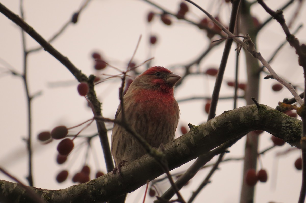 House Finch - ML644972757