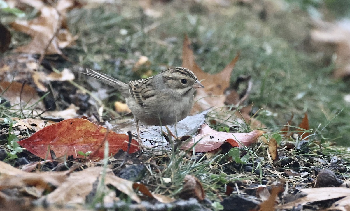 Clay-colored Sparrow - ML644972761