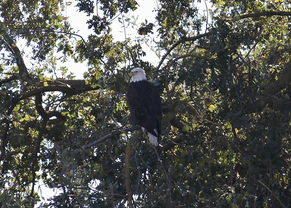 Bald Eagle - ML644972765