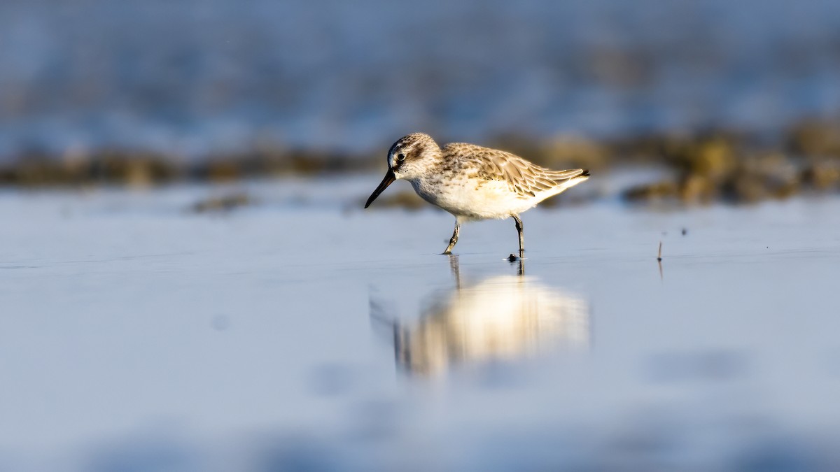 Сянби элсэг - ML644972766