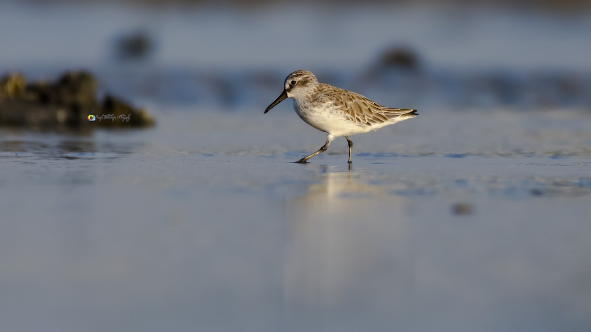 Сянби элсэг - ML644972767