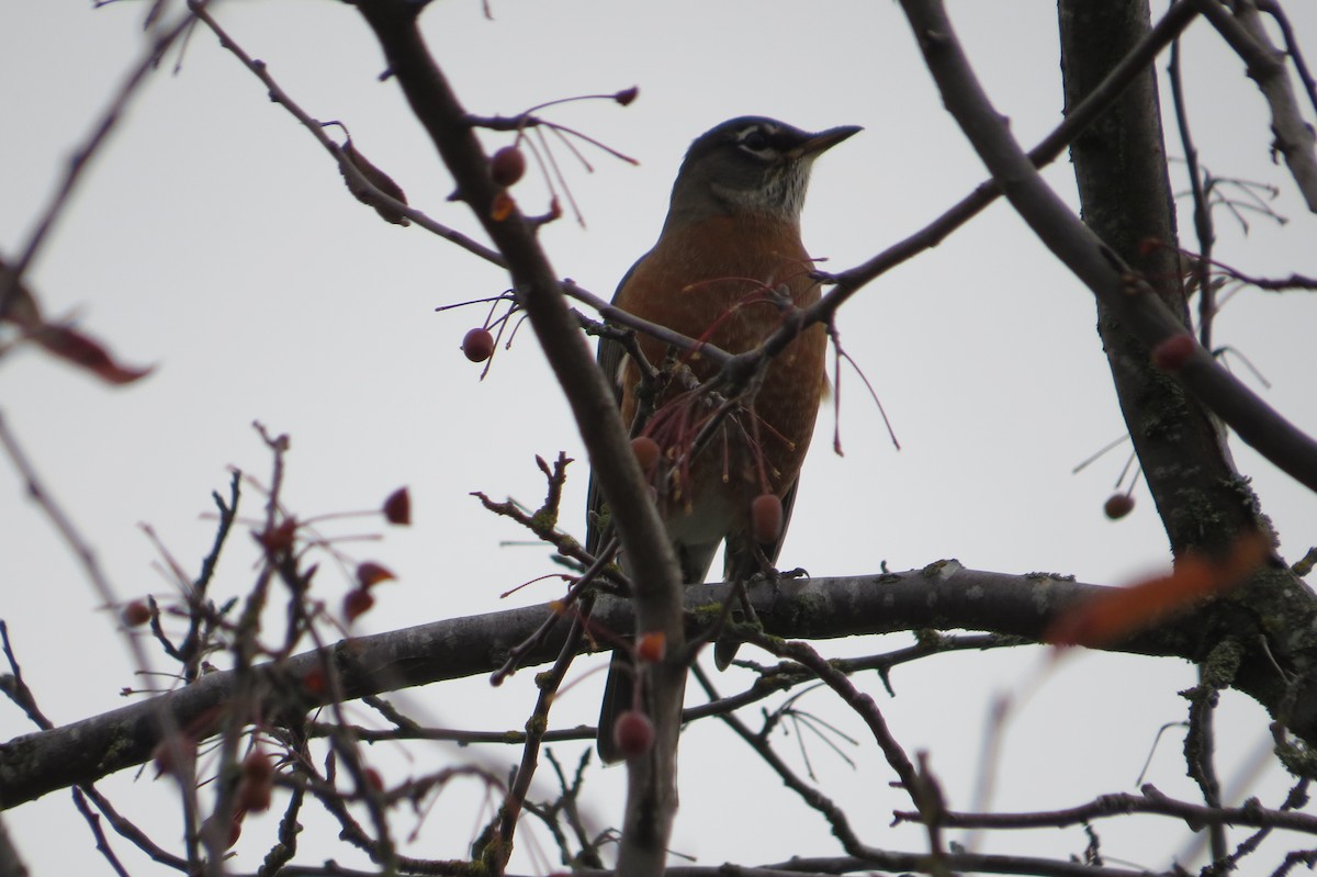 American Robin - ML644972772