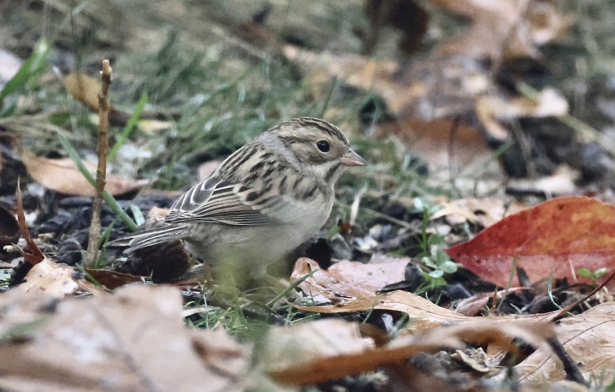 Clay-colored Sparrow - ML644972773