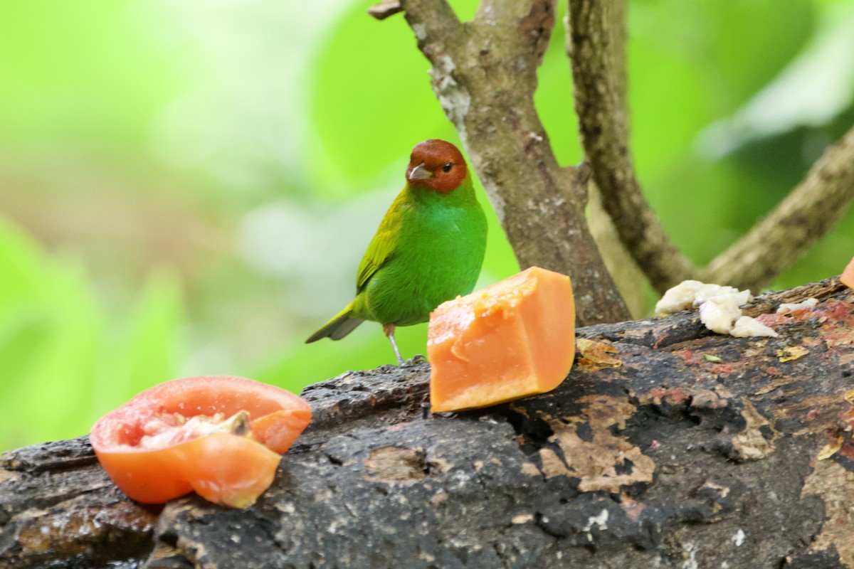 Рыжеголовая танагра (viridissima/toddi) - ML644972777