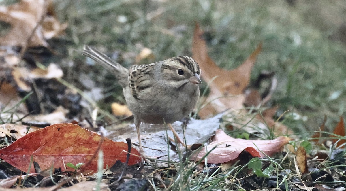 Clay-colored Sparrow - ML644972778