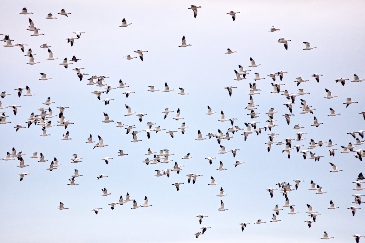 Snow Goose - ML644972779