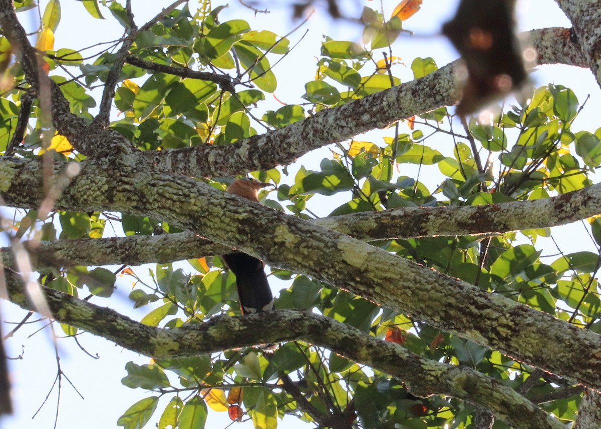 Black-bellied Cuckoo - ML644972782
