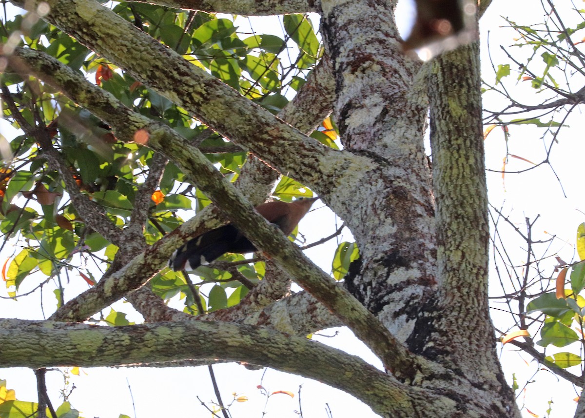 Black-bellied Cuckoo - ML644972783