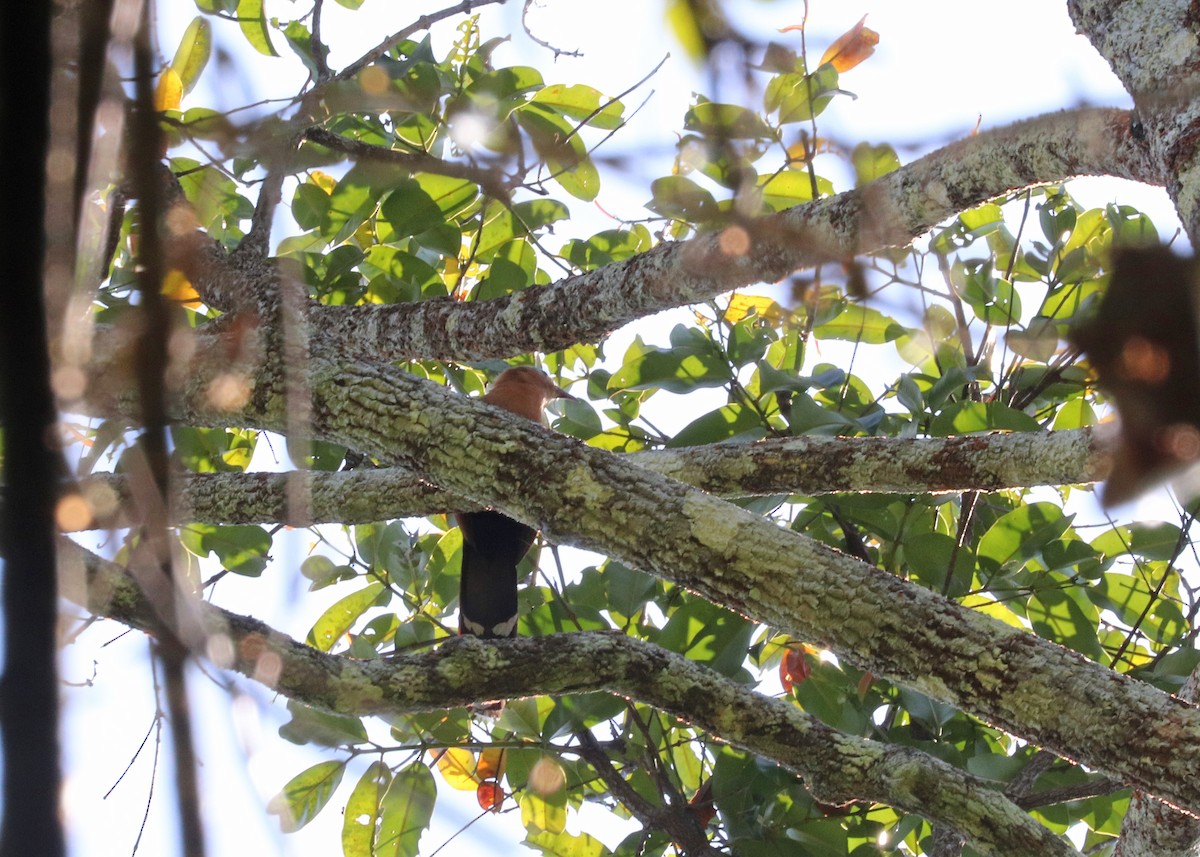 Black-bellied Cuckoo - ML644972784