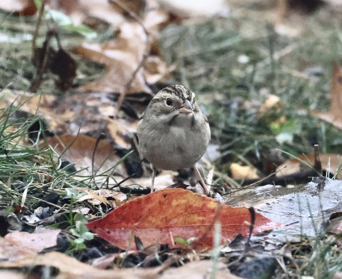 Clay-colored Sparrow - ML644972785