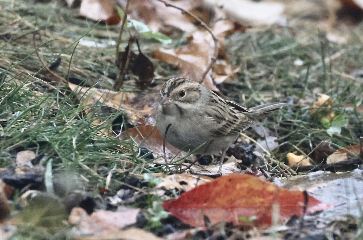 Clay-colored Sparrow - ML644972786
