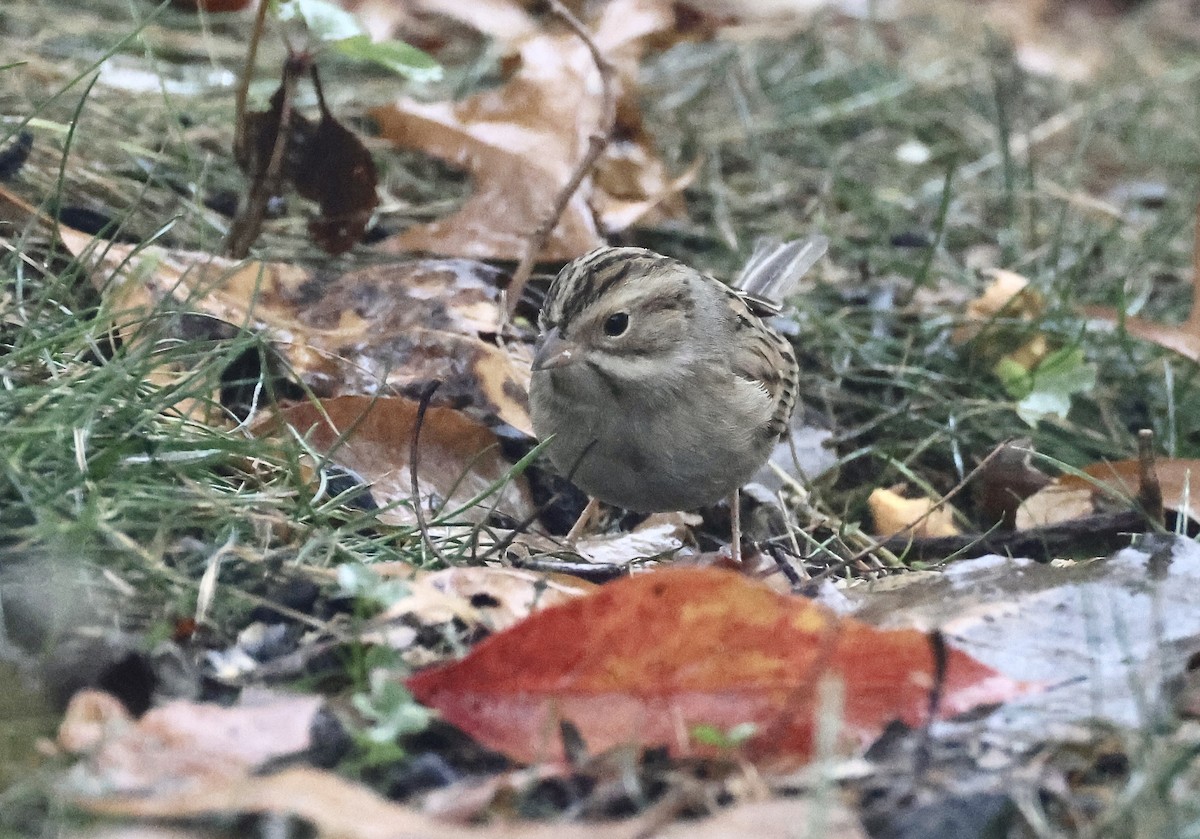 Clay-colored Sparrow - ML644972791