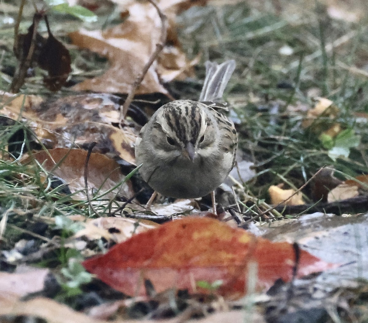 Clay-colored Sparrow - ML644972796