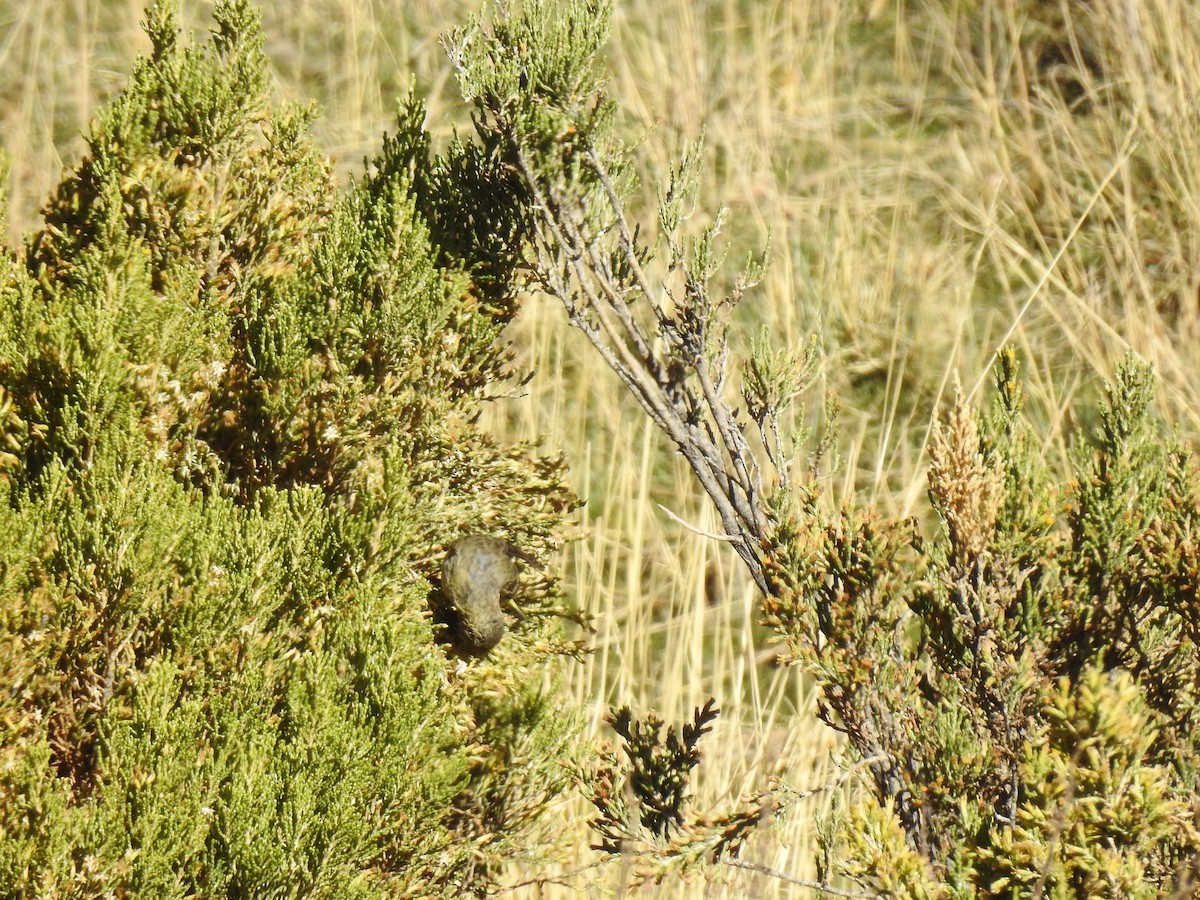 Hooded Siskin - ML644972798