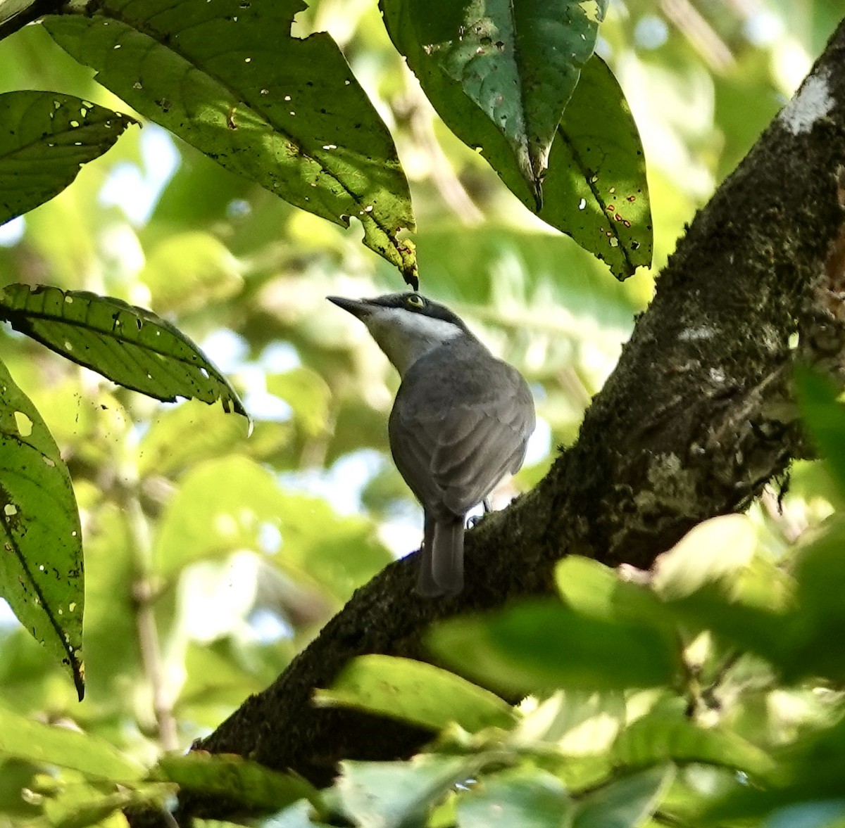 Malabar Woodshrike - ML644972799