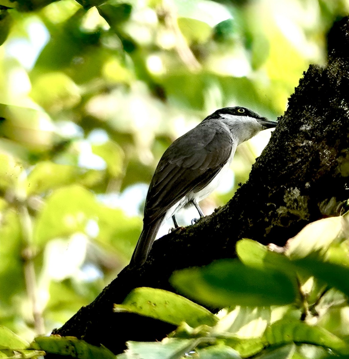 Malabar Woodshrike - ML644972800
