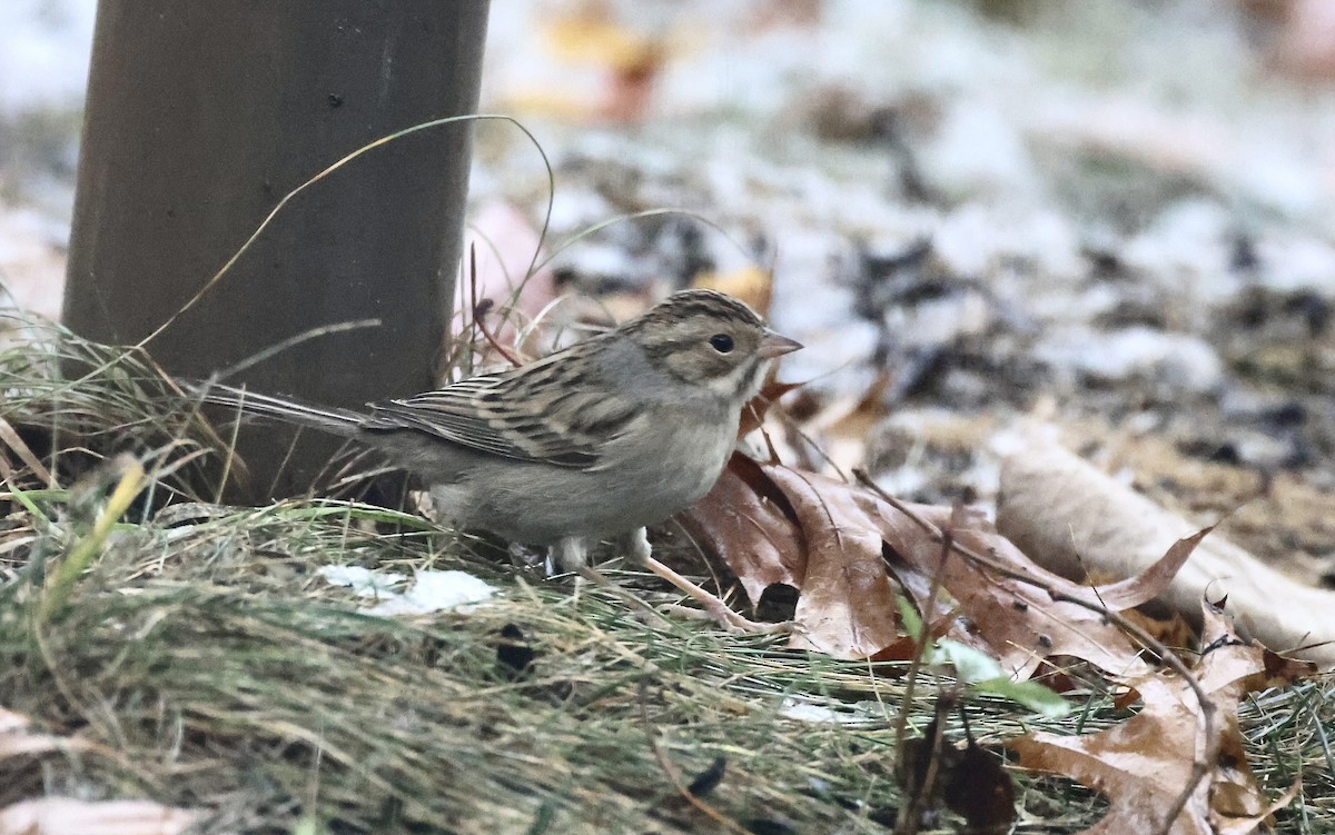 Clay-colored Sparrow - ML644972801