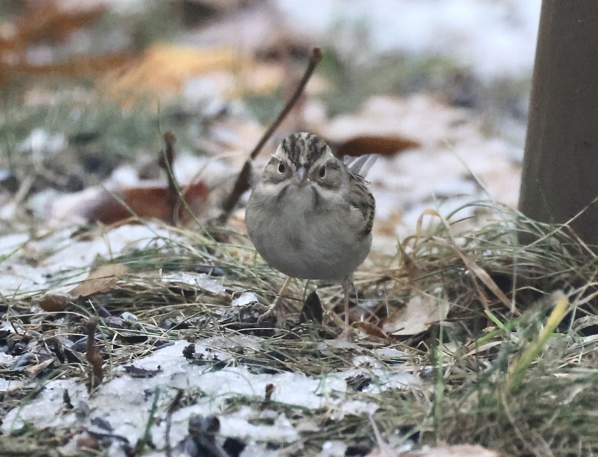 Clay-colored Sparrow - ML644972803